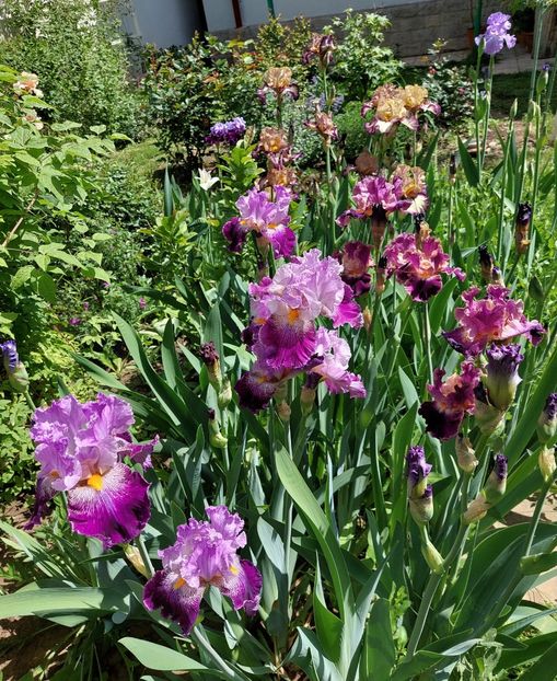  - 2024 continuare april mai