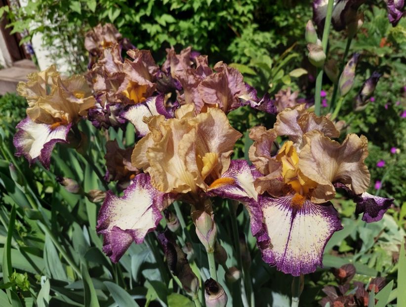  - 2024 continuare april mai