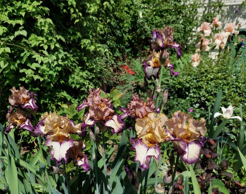  - 2024 continuare april mai