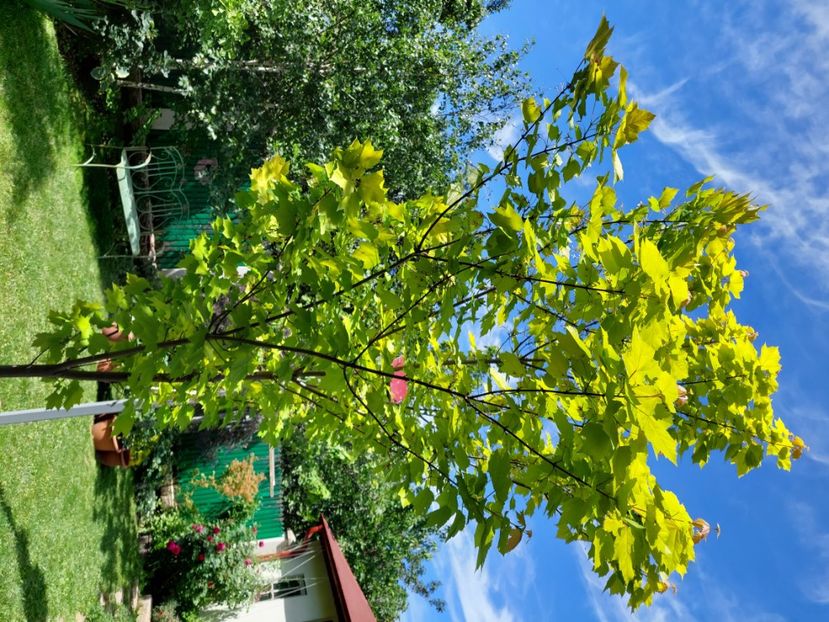  - 2024 continuare april mai