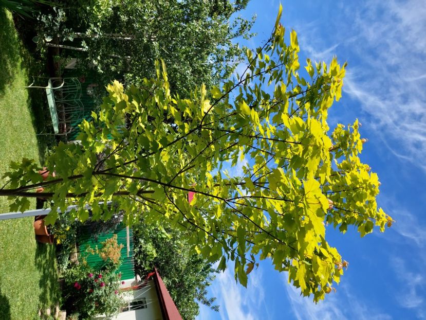  - 2024 continuare april mai