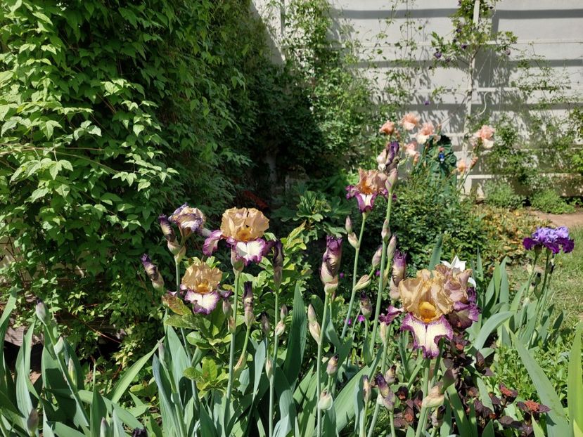  - 2024 continuare april mai