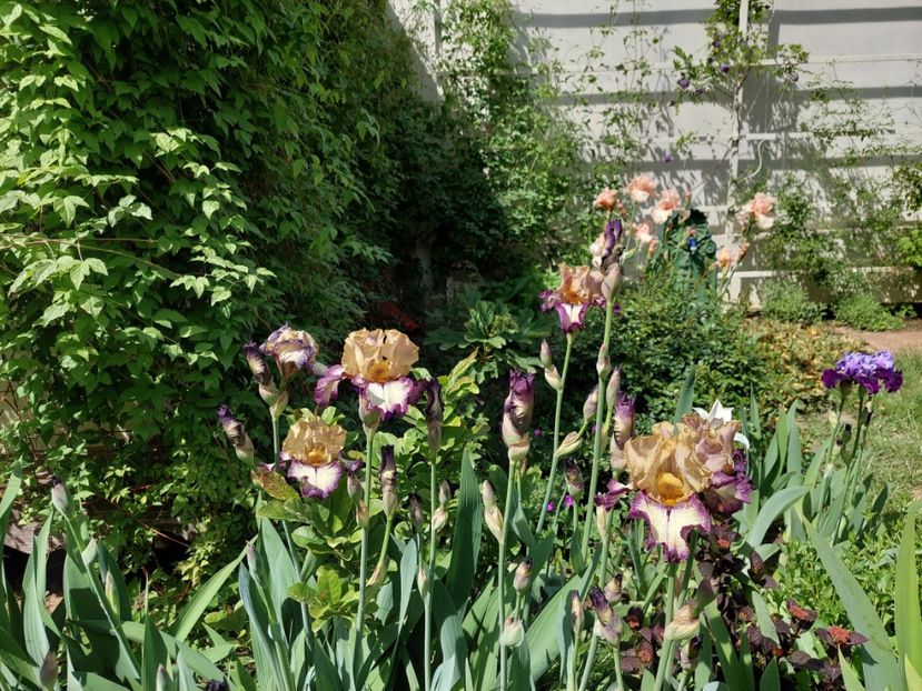  - 2024 continuare april mai