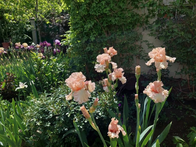  - 2024 continuare april mai