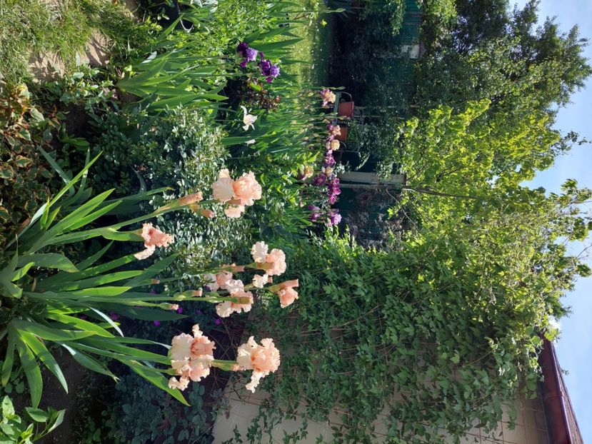  - 2024 continuare april mai