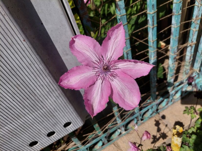  - 2024 continuare april mai