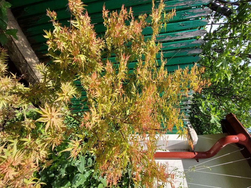  - 2024 continuare april mai