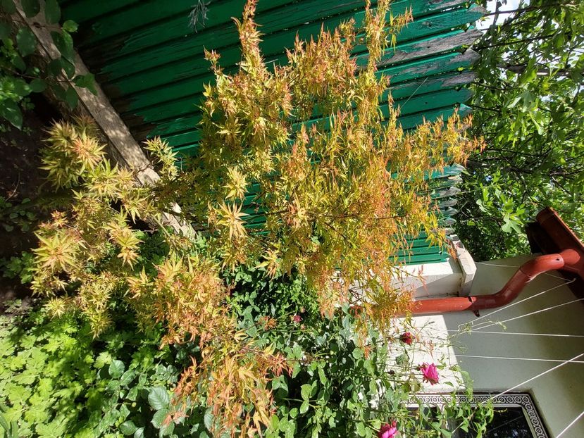  - 2024 continuare april mai