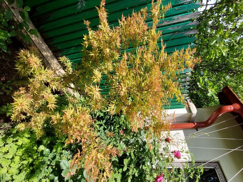  - 2024 continuare april mai