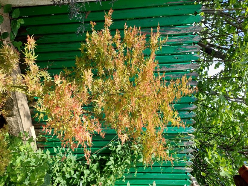  - 2024 continuare april mai