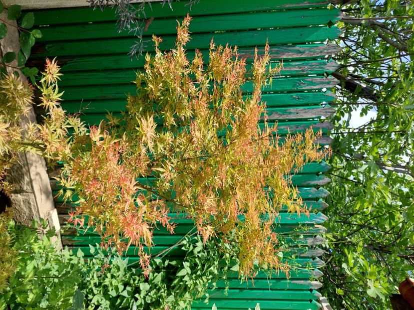  - 2024 continuare april mai