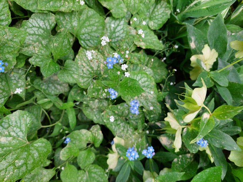  - 2024 continuare april mai