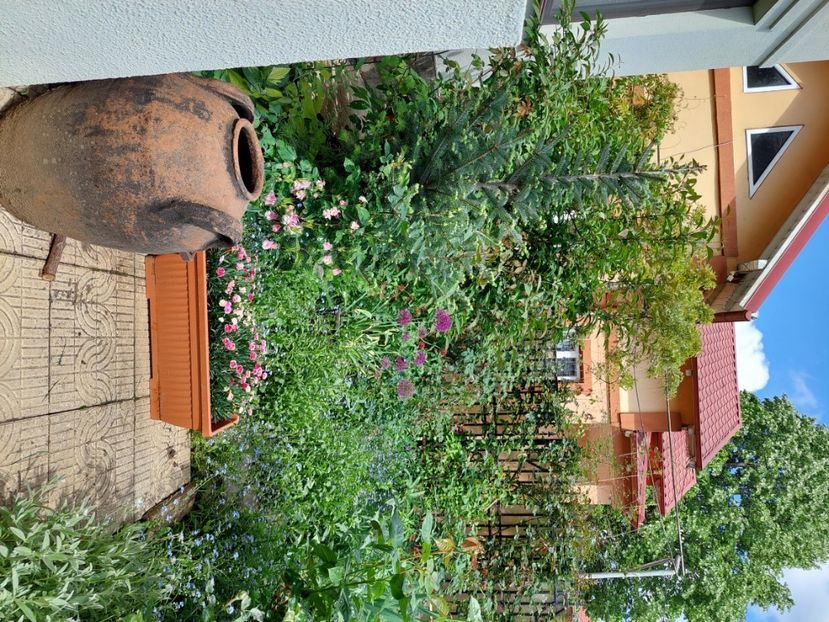  - 2024 continuare april mai