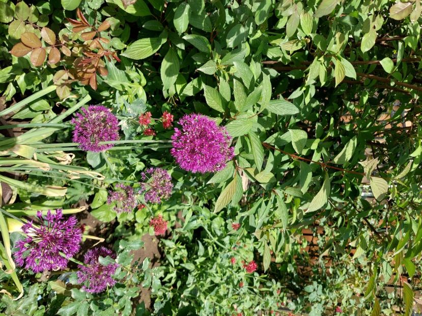  - 2024 continuare april mai