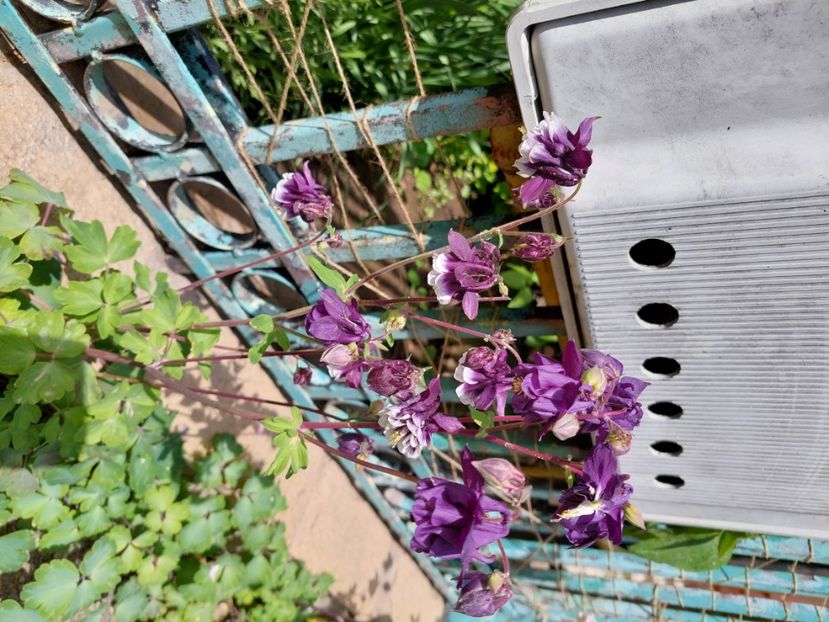  - 2024 continuare april mai