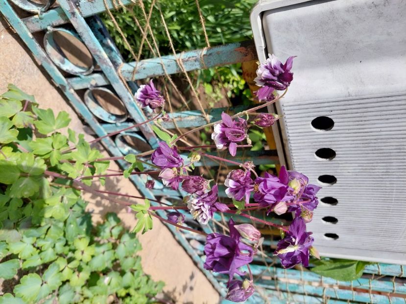  - 2024 continuare april mai