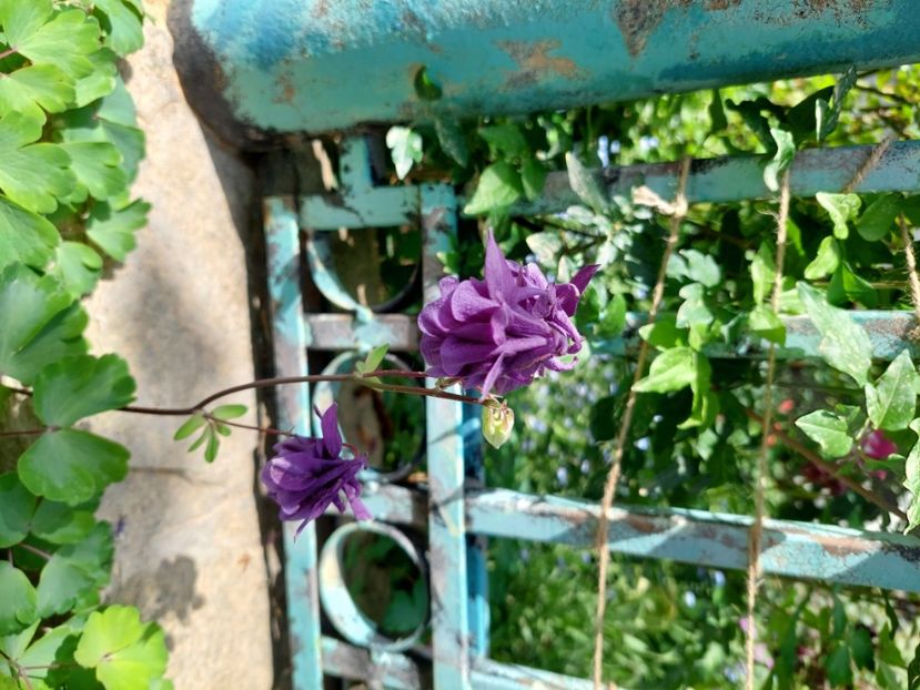  - 2024 continuare april mai