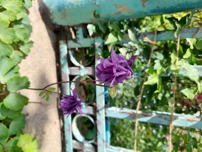  - 2024 continuare april mai