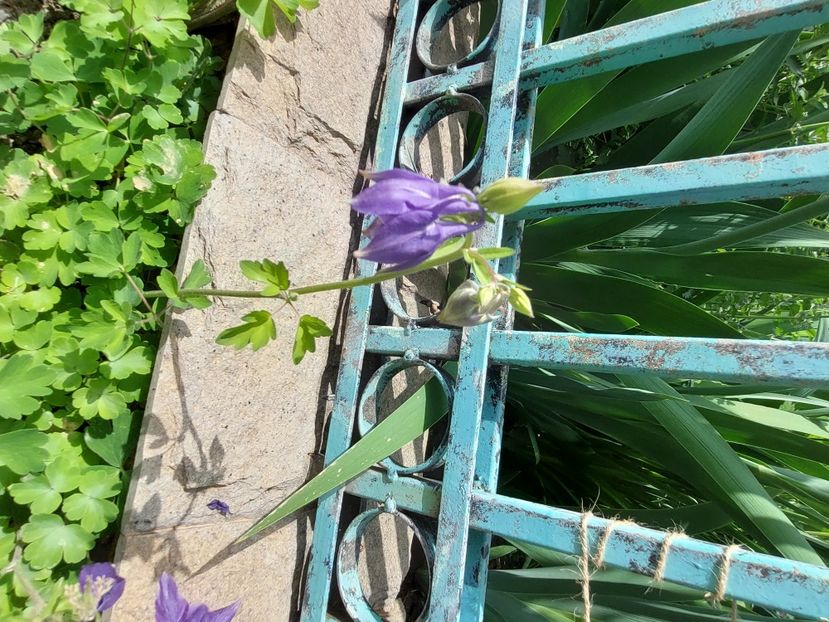  - 2024 continuare april mai