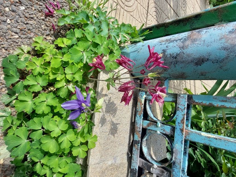  - 2024 continuare april mai