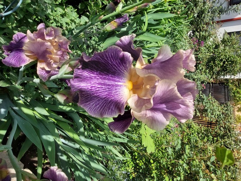  - 2024 continuare april mai