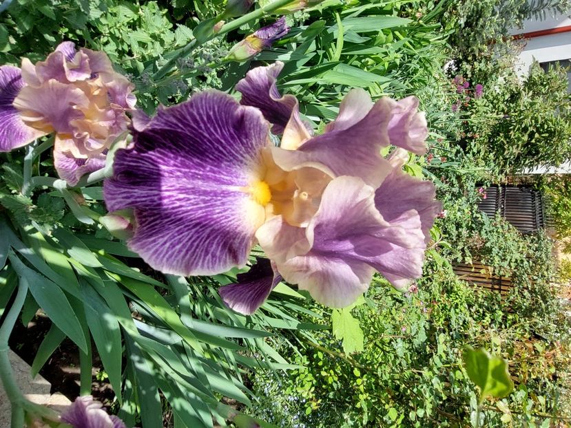  - 2024 continuare april mai