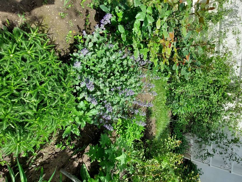  - 2024 continuare april mai