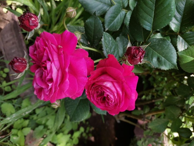  - 2024 continuare april mai