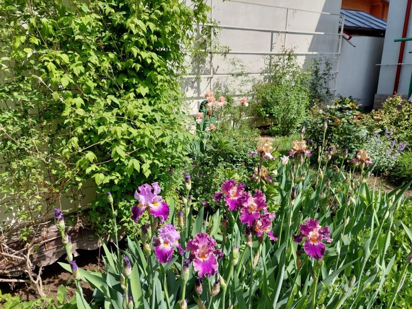  - 2024 continuare april mai