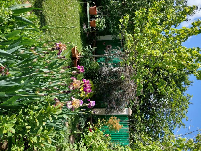  - 2024 continuare april mai