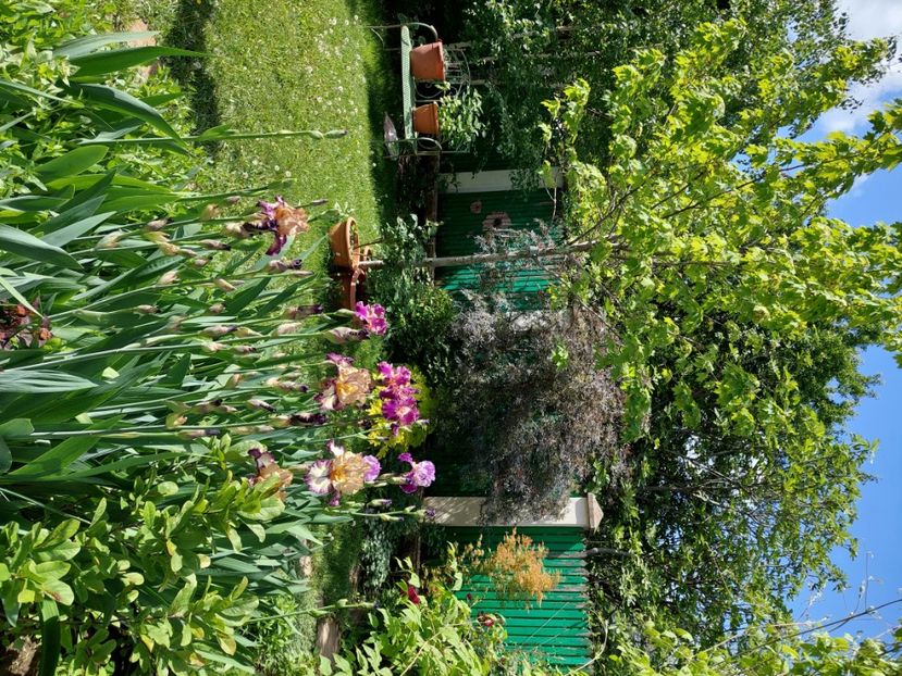  - 2024 continuare april mai