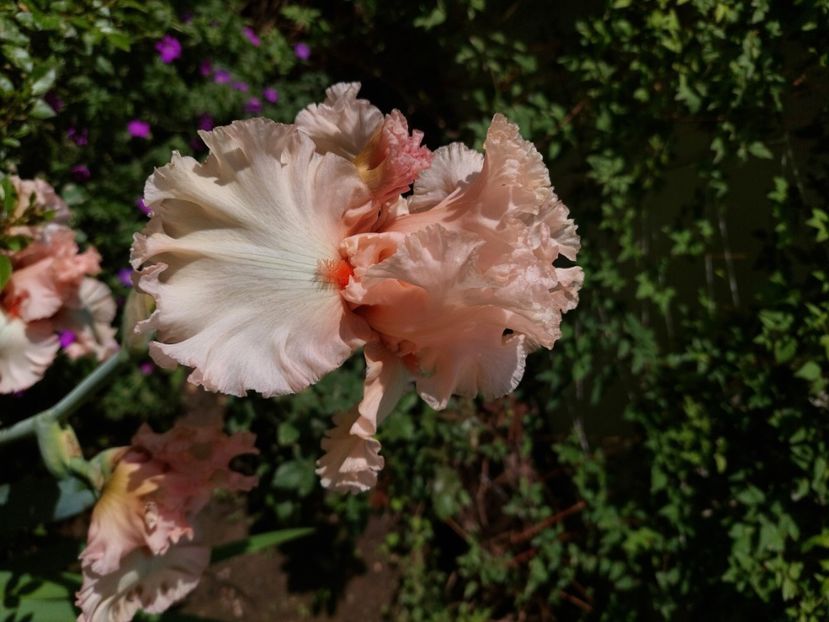  - 2024 continuare april mai