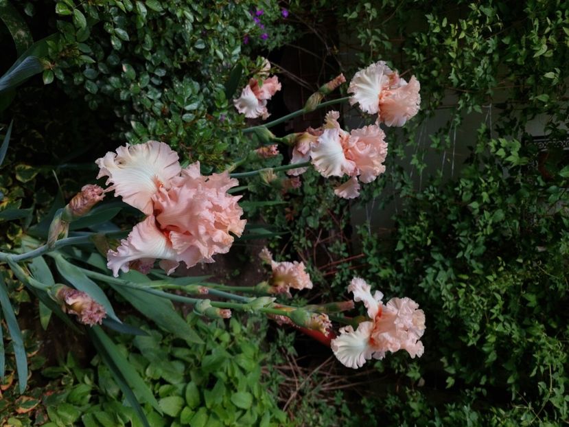  - 2024 continuare april mai