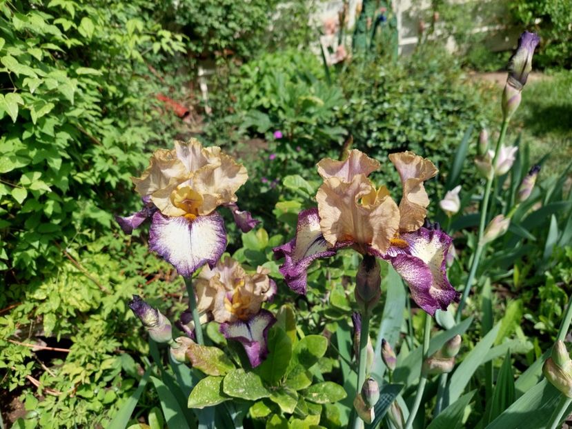  - 2024 continuare april mai