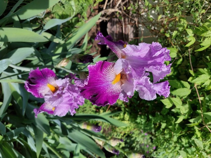  - 2024 continuare april mai