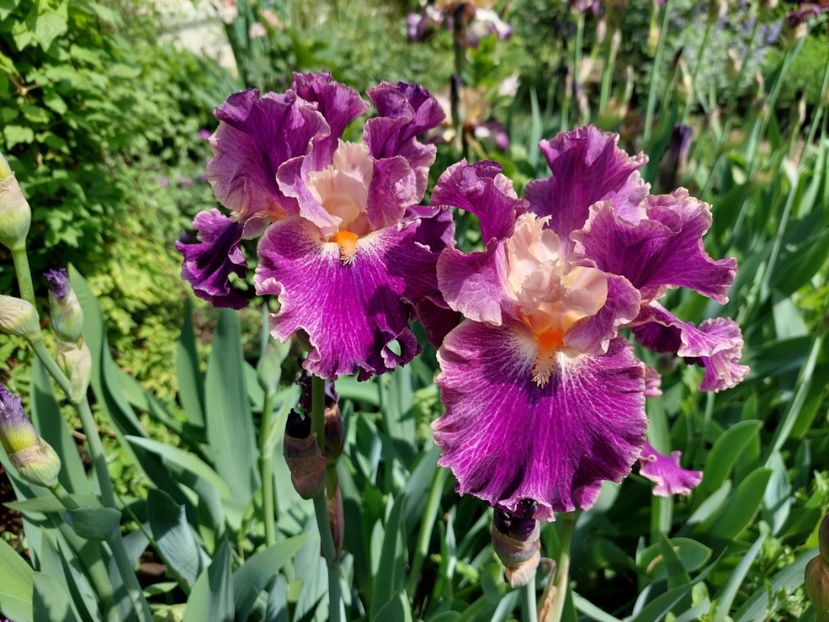  - 2024 continuare april mai