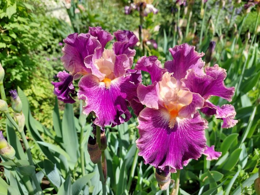  - 2024 continuare april mai