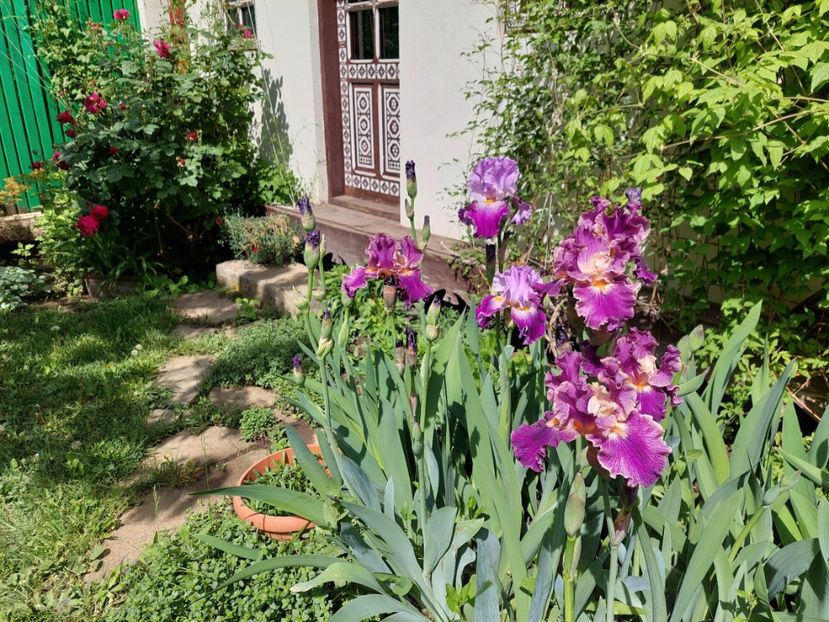  - 2024 continuare april mai