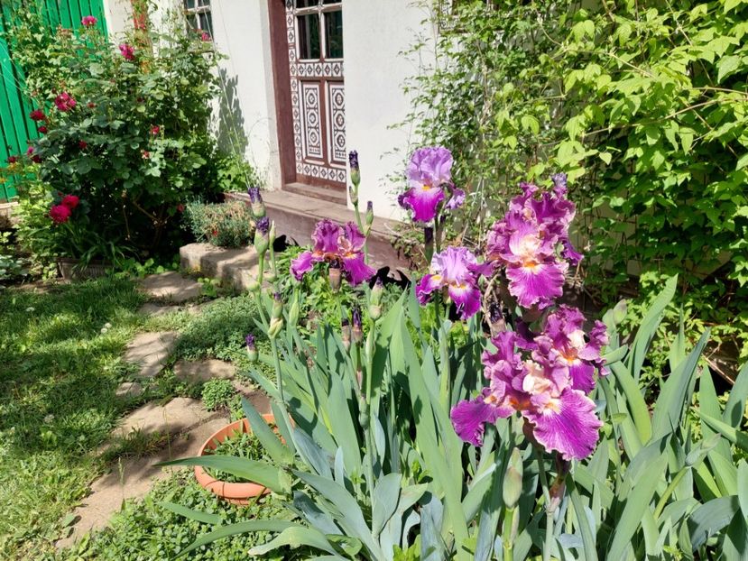  - 2024 continuare april mai