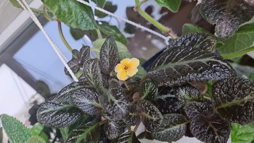 IMG-20241006-WA0001 - Himalaya