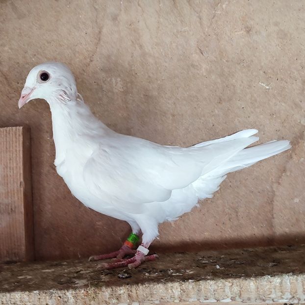 23-082....-20 lei - Porumbei vanduti