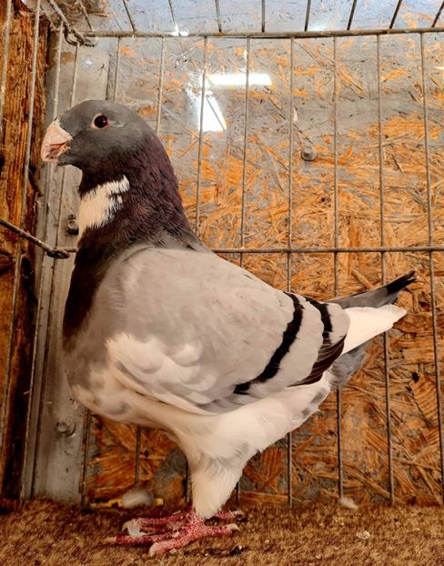 1EF9E9AB-8834-45D3-BAE5-05CE00BA2D2F - AMERICAN GIANT HOMER 2025