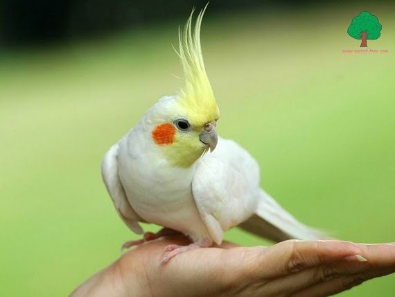 foto - papagali nimfa
