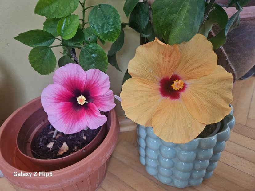  - Hibiscus