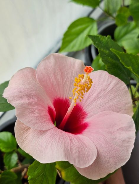 3 - Hibiscus