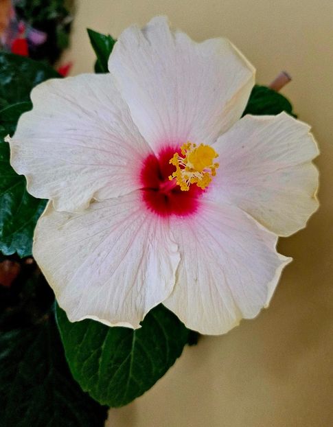 7 - Hibiscus