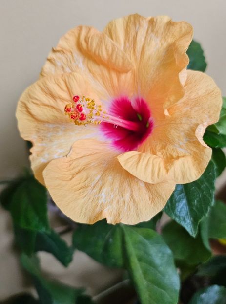 - Hibiscus