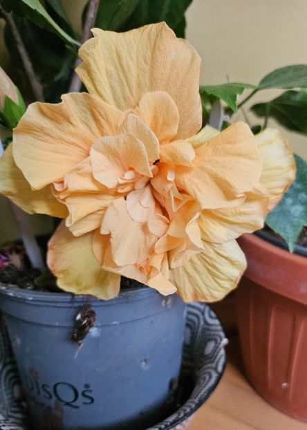 10 - Hibiscus