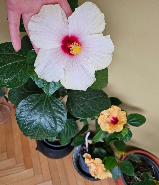 7 - Hibiscus