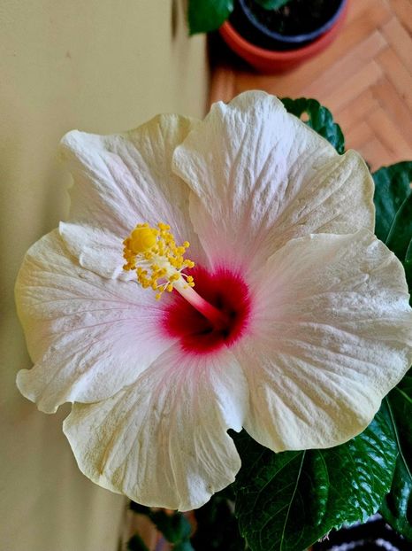 7 - Hibiscus